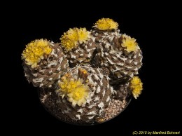 Copiapoa hypogaea 684